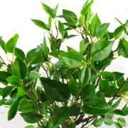 50cm Artificial Ficus Bonsai Tree