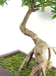 40cm Artificial Podocarpus Pine Bonsai Tree