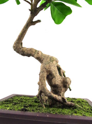 50cm Artificial Ficus Rounded Leaf Bonsai Tree