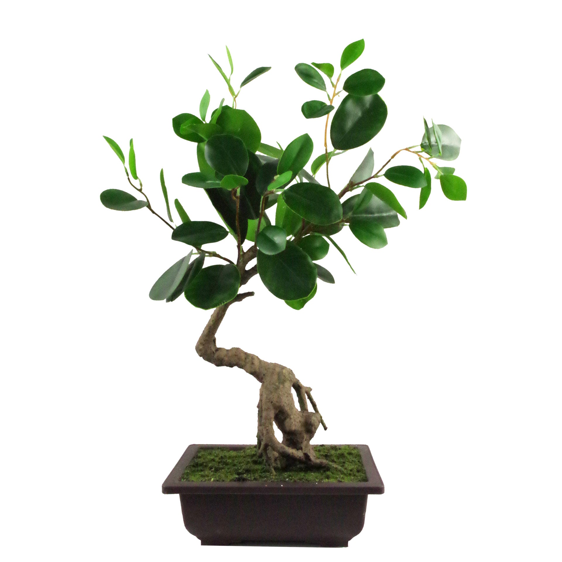 50cm Artificial Ficus Rounded Leaf Bonsai Tree