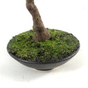 25cm Mini Ficus Bonsai in Ceramic Planter