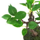 25cm Mini Ficus Bonsai in Ceramic Planter