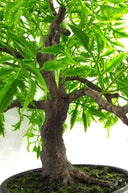 50cm Artificial Luxury Ficus Bonsai Tree