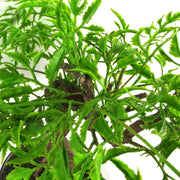 45cm Artificial Twisted Ficus Bonsai Tree