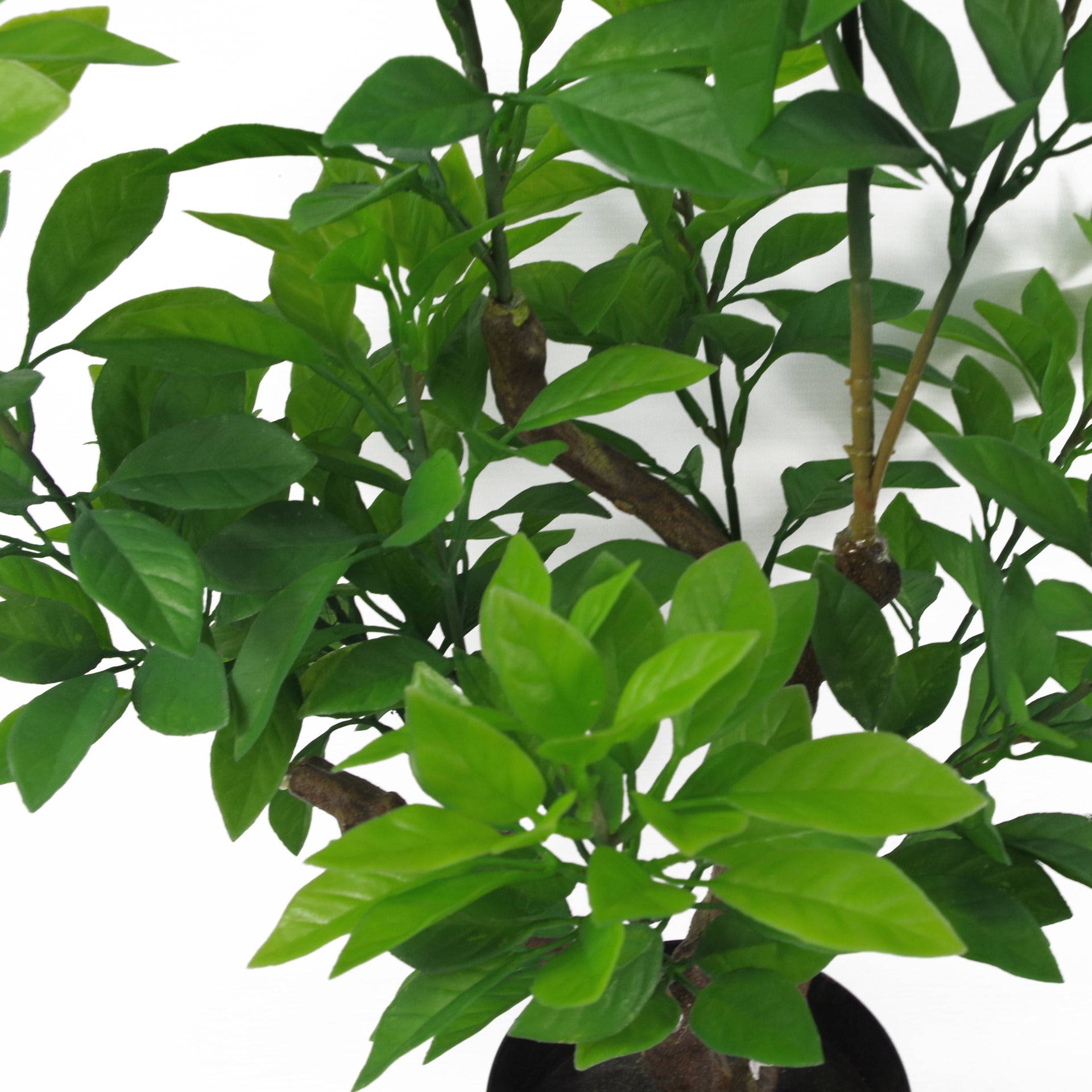 80cm Artificial Green Ficus Tree
