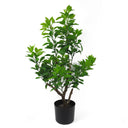 80cm Artificial Green Ficus Tree