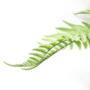 6 x 60cm Artificial Bushy Dixie Wood Fern Light Green Plant