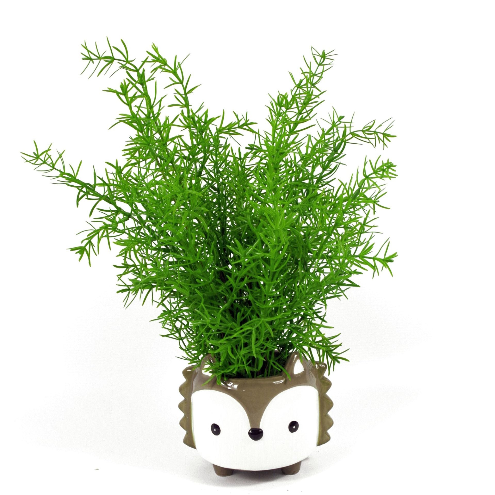 45cm Artificial Asparagus Fern Plant