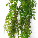 6 x 100cm Hanging String of Pearls Fern Plant Dark Green