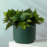 Green Raised Dots Ceramic Plant Pot 15 x 15 x 12.5cm
