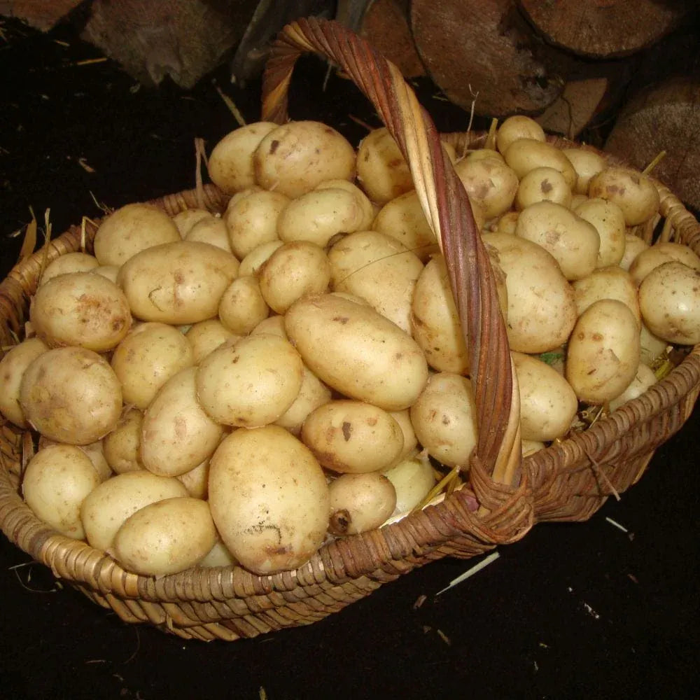 'Maris Peer' Second Early Seed Potatoes