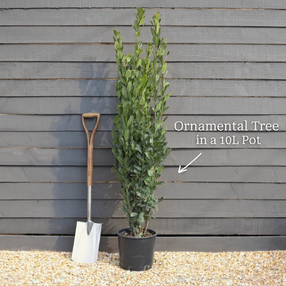 7ft Crataegus Persilimis Prunifolia | 3 Year Old Mature Tree in a 18L Pot