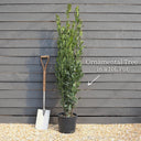 2ft Indian Bean Tree | Catalpa bignonioides 'Aurea' | 10L Pot | 2 Years Old