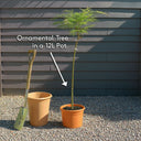 5ft Japanese Maple Tree | Acer palmatum 'Osakazuki' | 12L Pot