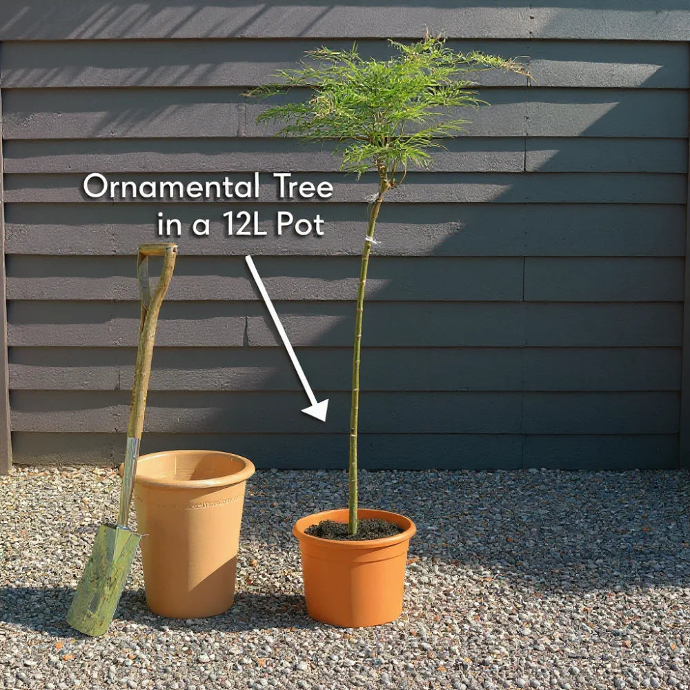 5ft Japanese Maple Tree | Acer palmatum 'Shidava Gold' | 12L Pot