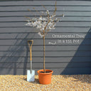 Dwarf Weeping Yoshino Cherry | Mature Prunus yedoensis 'Ivensii' | Top Worked | 15L Pot | 2 Years Old