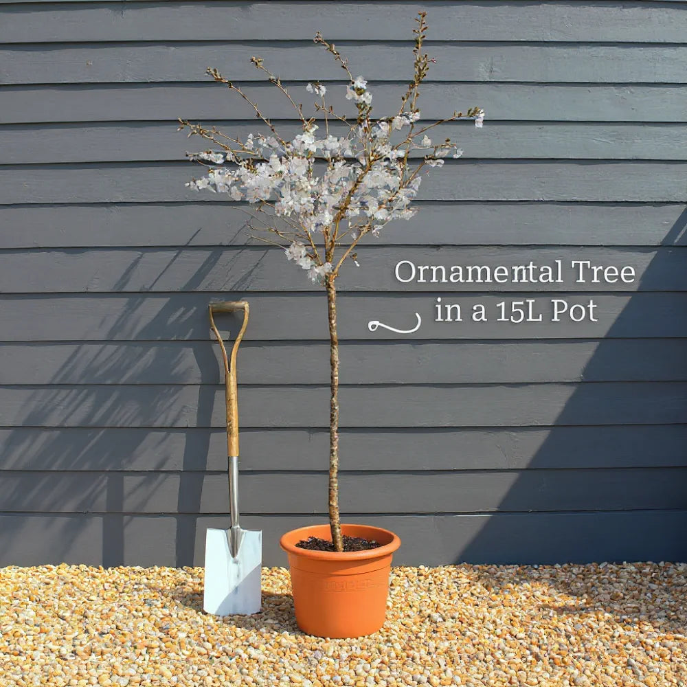 Pandora' Mature Cherry Blossom Tree | Prunus padus | Top Worked | 15L Pot | 2 Years Old