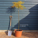 5ft 'Flavescens' Japanese Maple Tree | 90cm Stem Top-Worked Tree | 25L Pot
