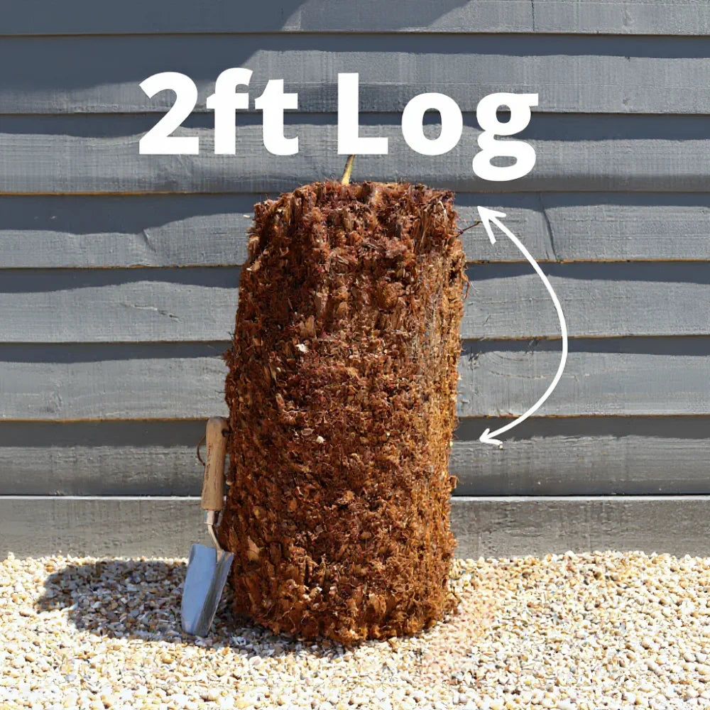 2ft Hardy Tree Fern | Dicksonia antarctica