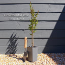 2ft Dogwood Tree | Cornus kousa | 2L pot