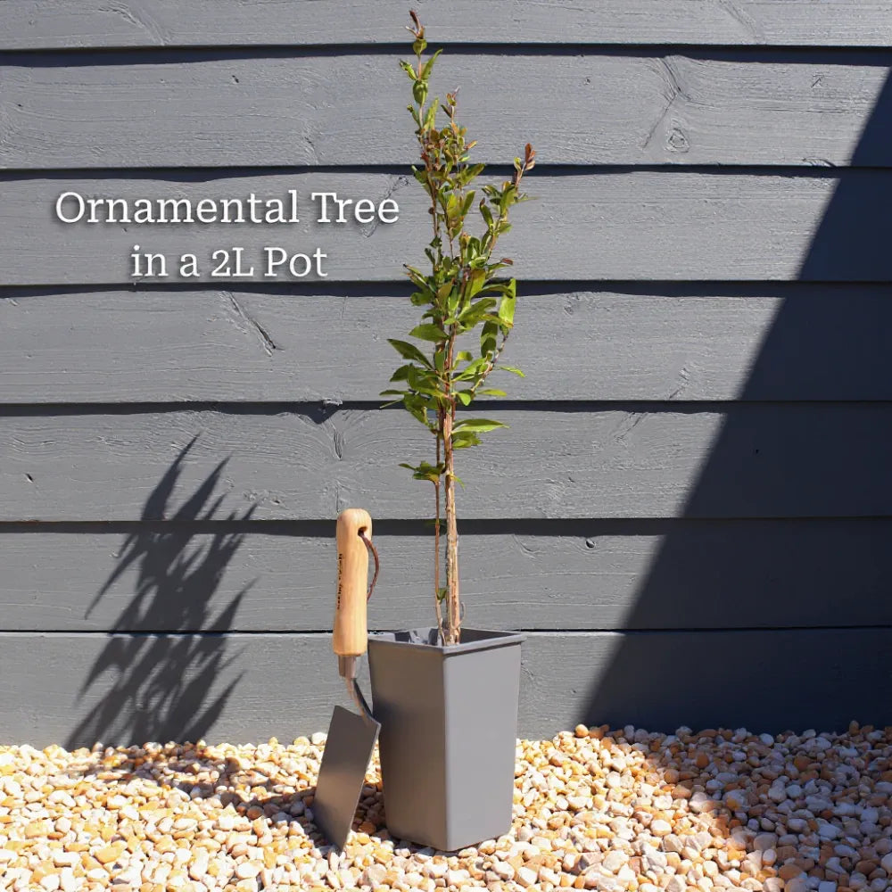 2ft Indian Bean Tree | Catalpa bignonioides 'Aurea' | 2L Pot