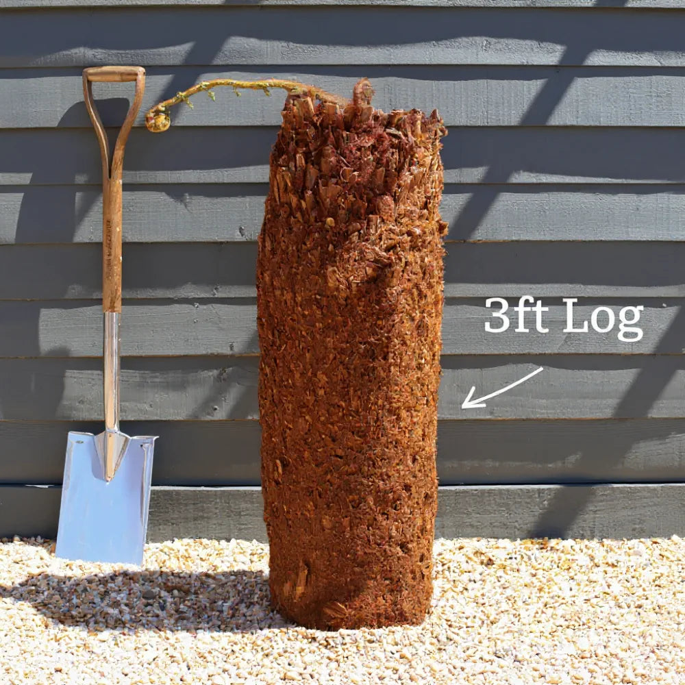 3ft Hardy Tree Fern | Dicksonia antarctica