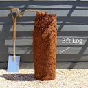 3ft Hardy Tree Fern | Dicksonia antarctica