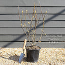 4ft Persian Ironwood Tree | Parrotia persica 'Bella' | 4.5L Pot