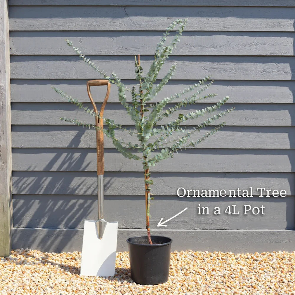 4ft 'Kilmarnock' Dwarf Weeping Willow Tree | Salix Caprea | 4L Pot