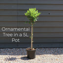 3ft Photinia 'Red Robin' Patio Tree | 5L Pot