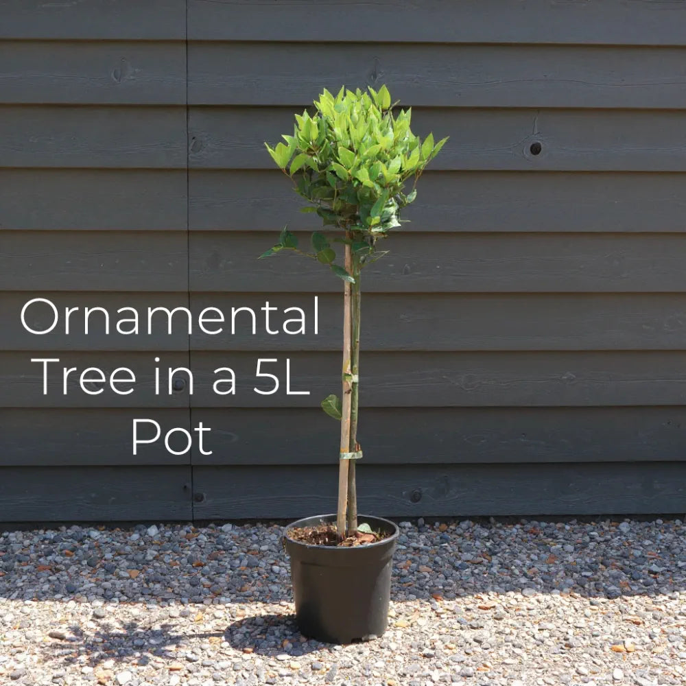 4ft Variegated White Flowering Dogwood Tree | Cornus florida 'Rainbow' | 5L Pot