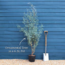 3ft Loropetalum Bush | 6.5L Pot