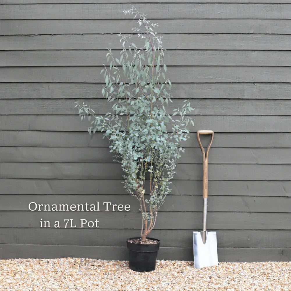 3ft Eucalyptus Gunnii Bush | 7L Pot