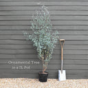 7ft Half-Standard Mature Hardy Gunnii Eucalyptus Tree | 6/8cm Girth | 7L pot