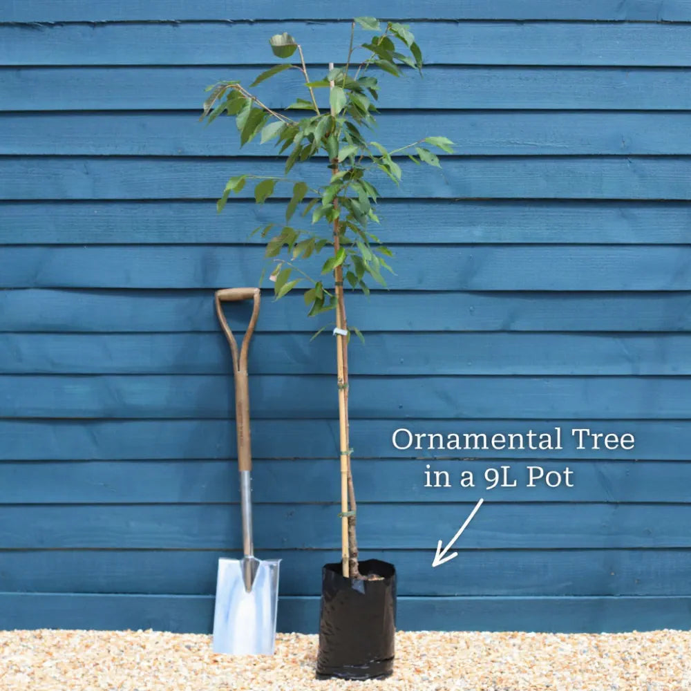 5ft Ornamental Weeping Silver Pear Tree | Pyrus salicifolia 'Pendula' | 9L Pot | 2 Years Old