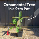 1ft Leyland Cypress Tree | Cupressocyparis leylandii | 9cm Pot