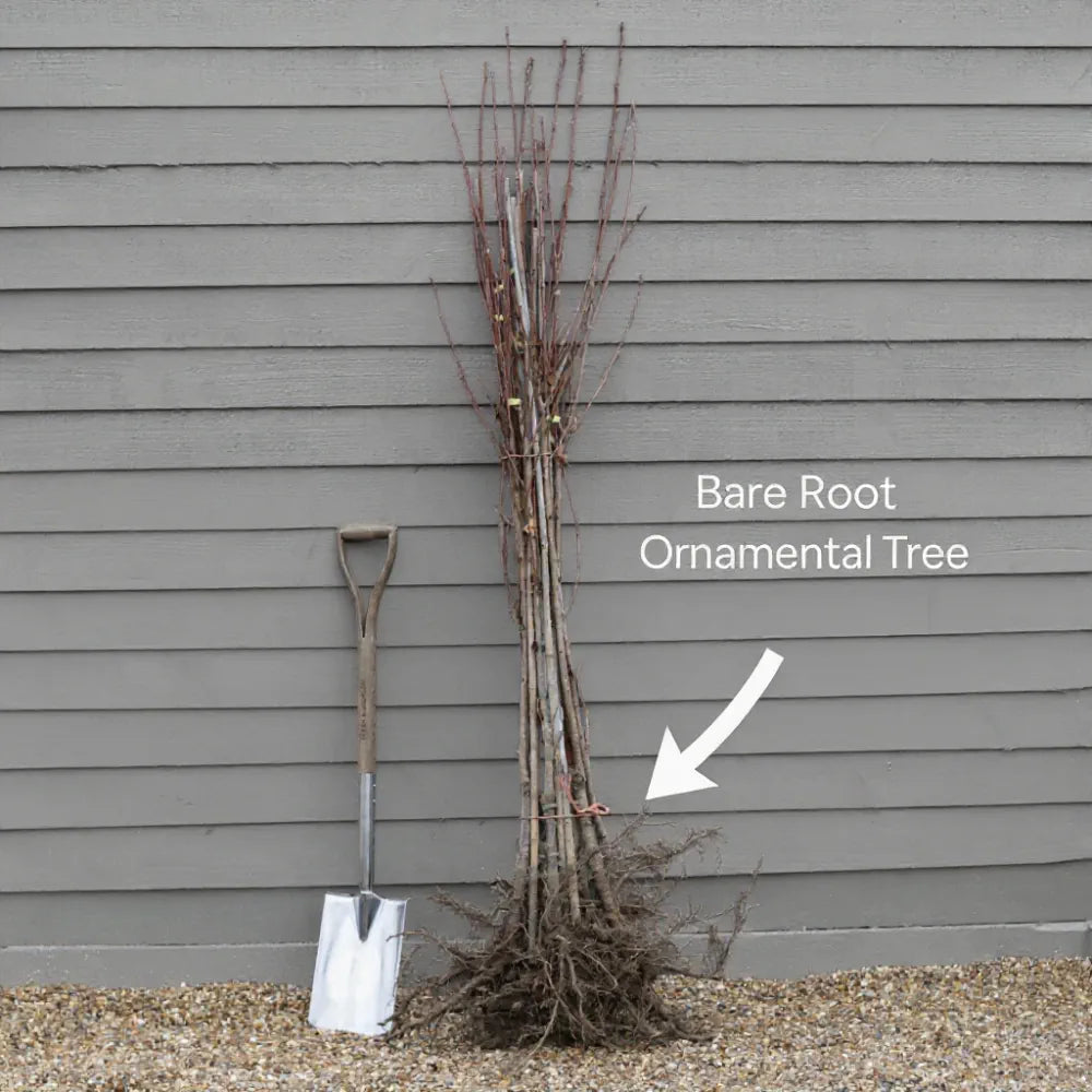6ft Half-Standard Flagpole Cherry Blossom Tree | Mature Bare Root Prunus Amanogawa | 6/8cm Girth