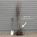 5ft Ornamental Weeping Silver Pear Tree | Pyrus salicifolia 'Pendula' | Bare Root | 2 Years Old