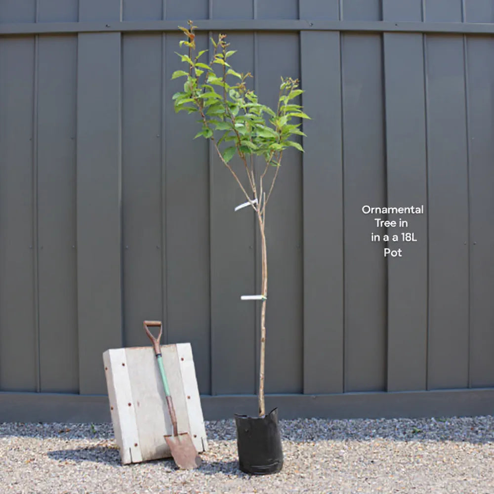 Pair of Mature 6ft Half Standard Bay Trees | Laurus Nobilis | 18L Pots