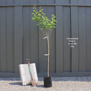 7ft Mature Viper Acer Tree | Acer davidii | Snake Bark Maple