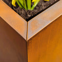 Close-up of a rusted metal planter with soil and green plants.