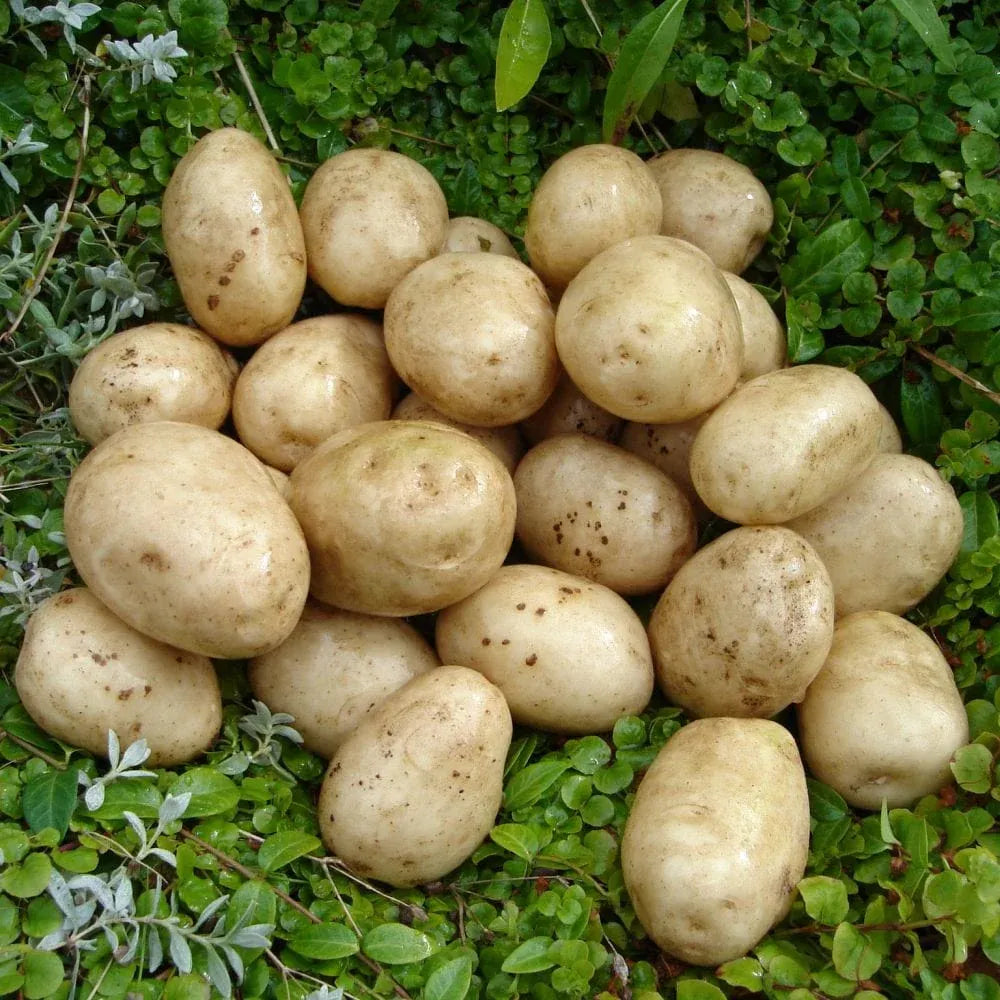 'Pentland Javelin' First Early Seed Potatoes