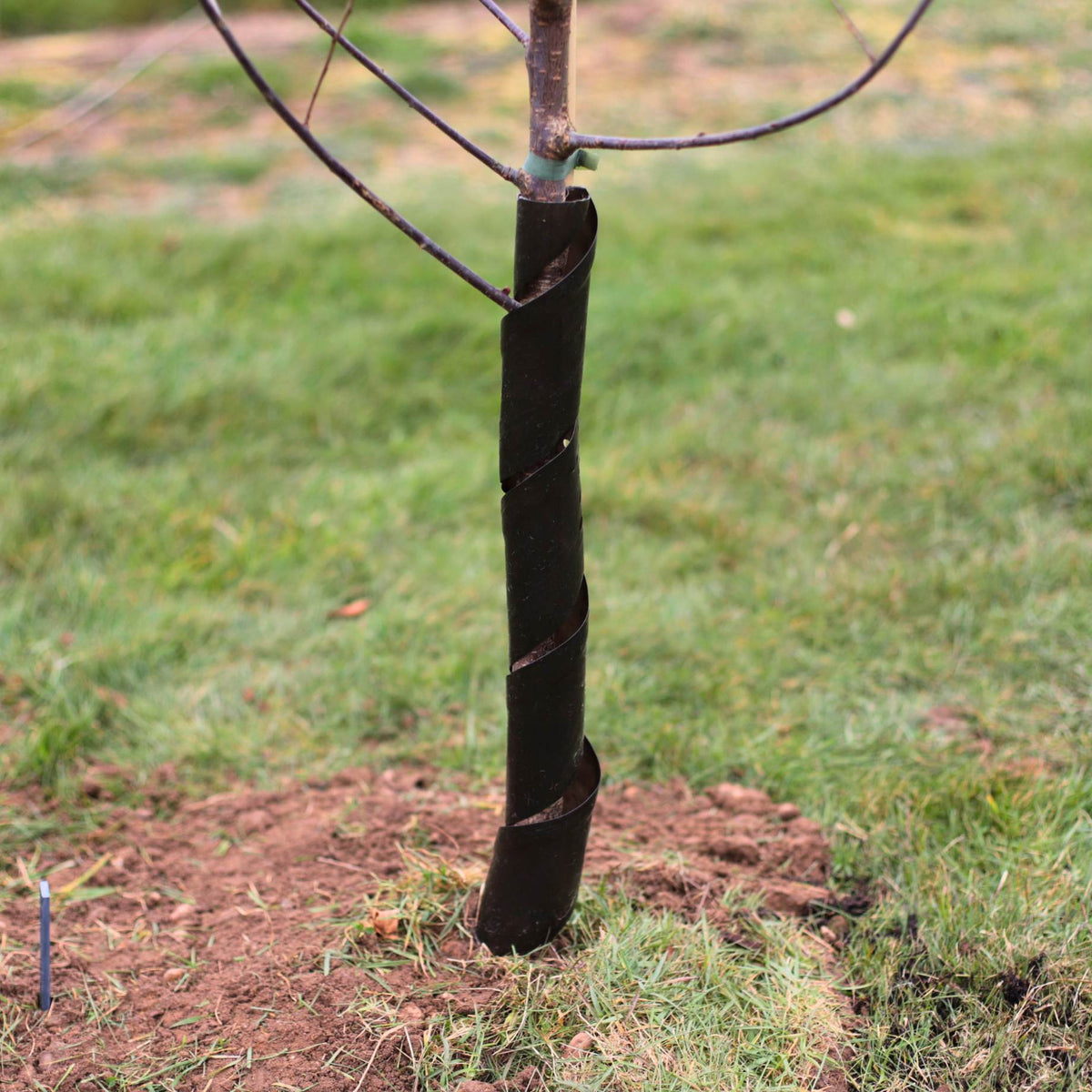 Biodegradable Rabbit Guard – Woven Wood