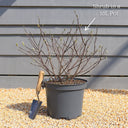 2ft Hydrangea arborescens 'Annabelle' | 10L Pot