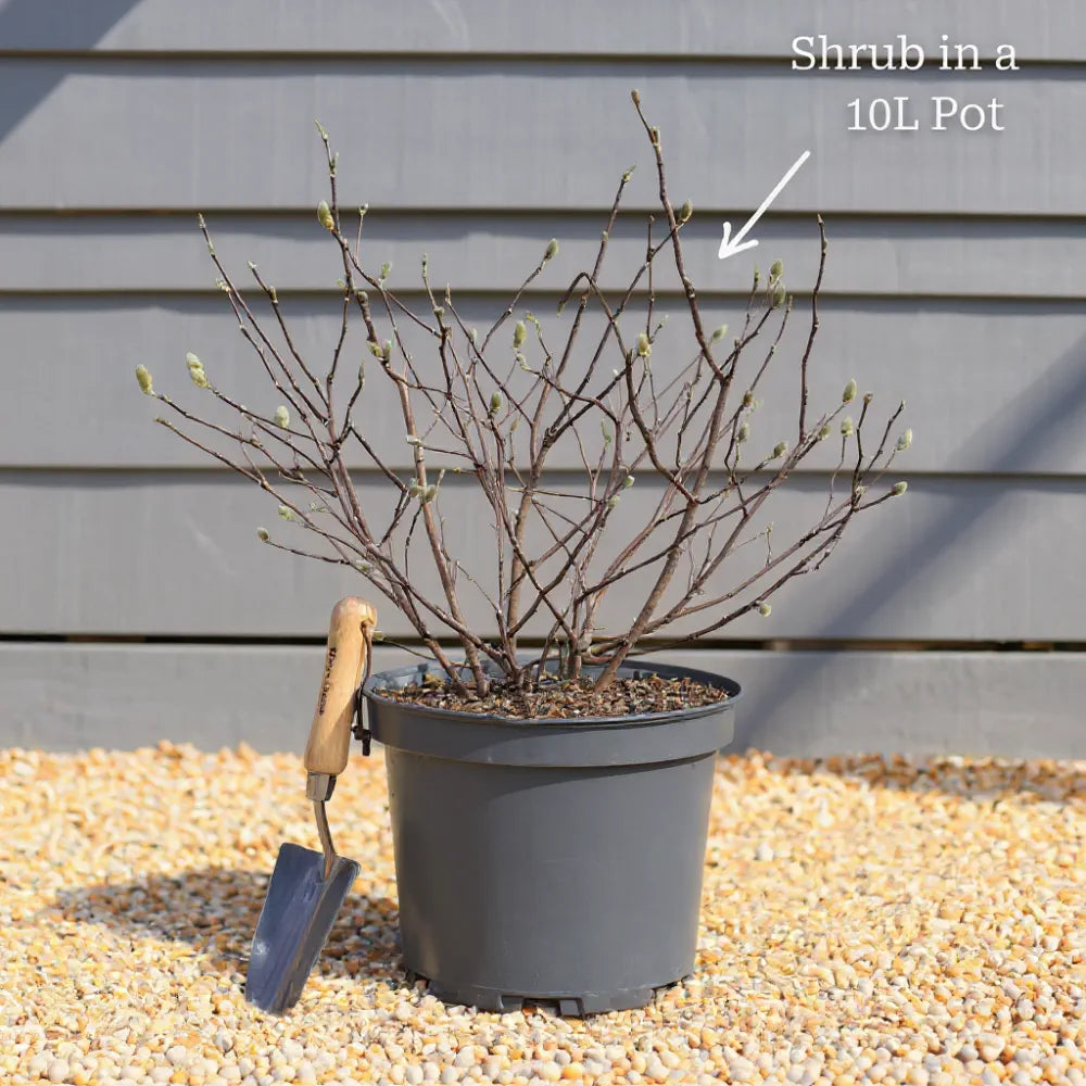 4ft Red Bamboo | Fargesia scarbrida 'Asian Wonder' | 10L Pot