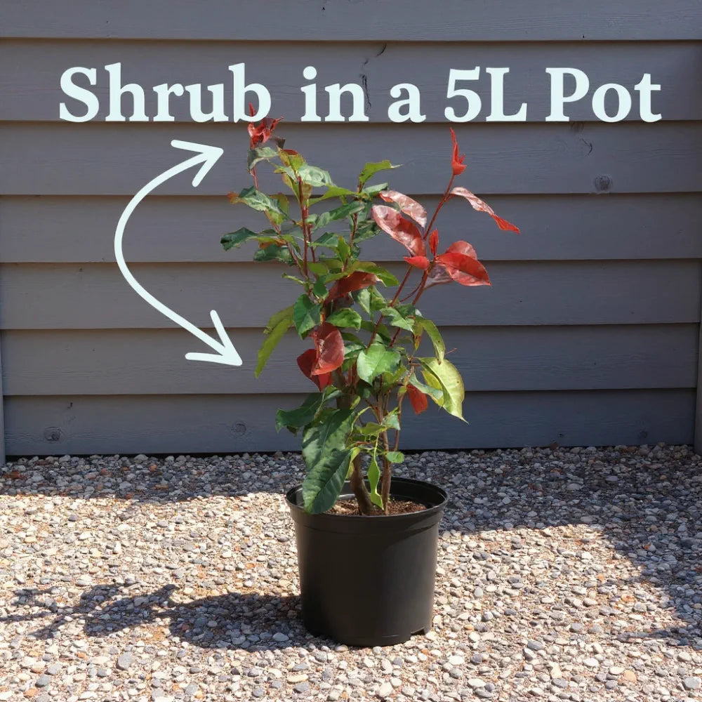 3ft 'Doctor King' Japanese Camellia | 5L Pot