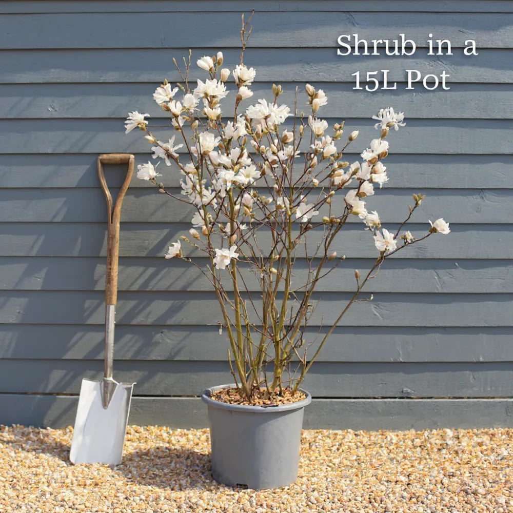 5ft Photinia 'Red Robin' | 15L Pot