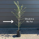 6ft Fagus Sylvatica Purpurea | 3 Year Old Mature Tree in a 18L Pot