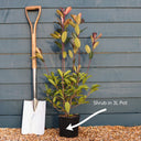3x 4ft Green Bamboos | Phyllostachys bisettii | 2L Pots
