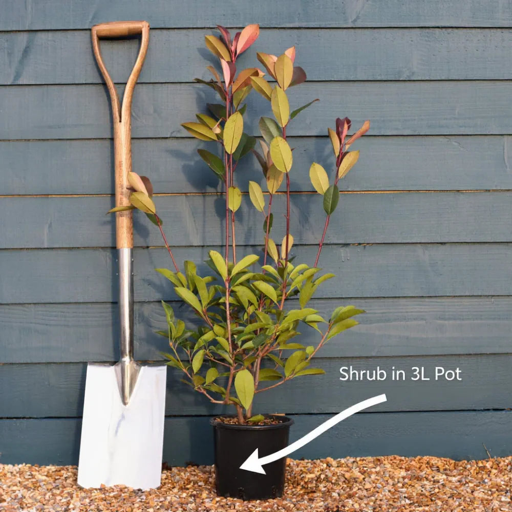 2 x 3ft Common Box Hedging | Buxus sempervirens | 3L Pot